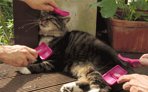 High-touch SaaS: Cat being pampered