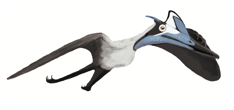 Pterodactylus_BMMS7_life