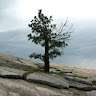 Rock of thy Strength