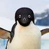 Careless Penguin