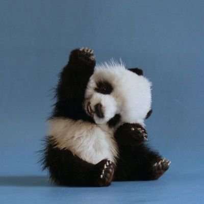 Mr. Panda