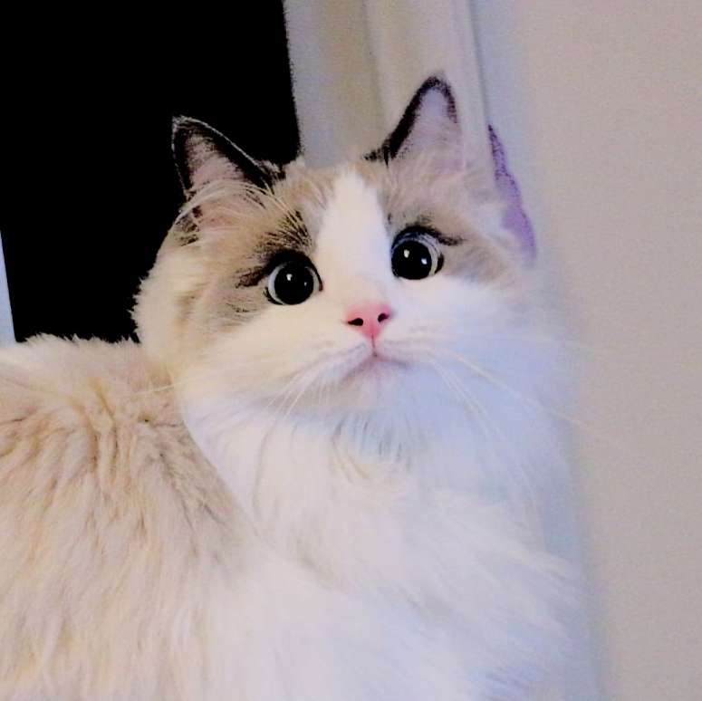 yaya ✨
