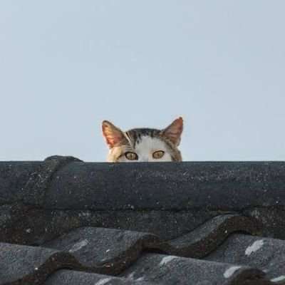 crypto roof kitty 🐾