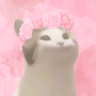 Pop Cat