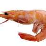 Shromp