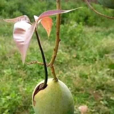 Kandura