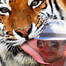 Joe Havasy