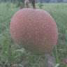 আ গ্র হ
