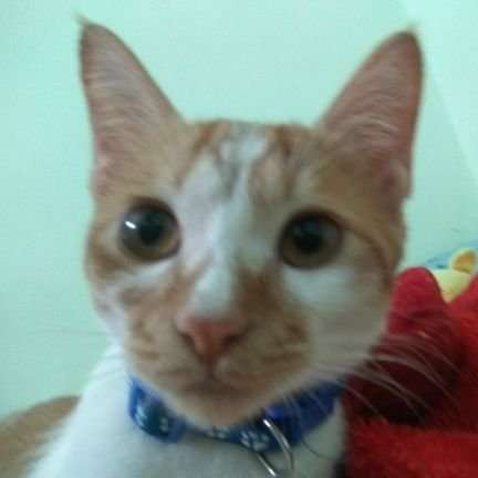Dương Quế Sơn