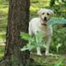 Biszkoptowy Labrador