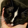 Graythecatlover120