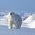Polar VR