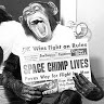 Corporate Primate