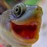 Mr Turtle