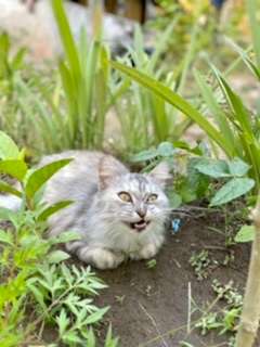 Meyong 🐈