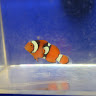 Tiger Lily's House of Fish