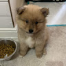 Teddy Floofball