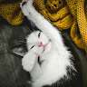 Md Emon