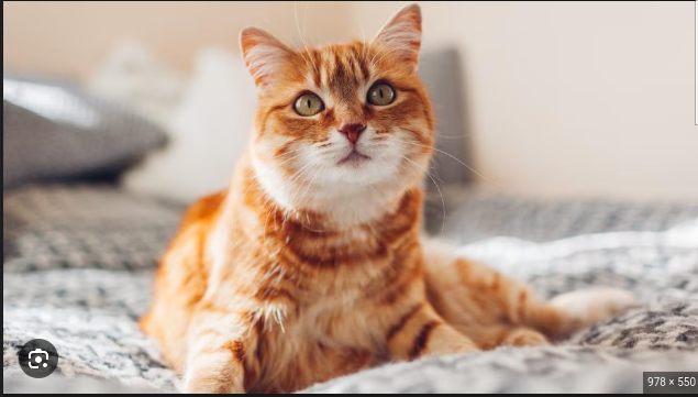https://canny.io/images/97e873591a0fc6f2a3dd098181c4f080.png