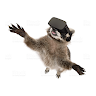 Raccoonteur