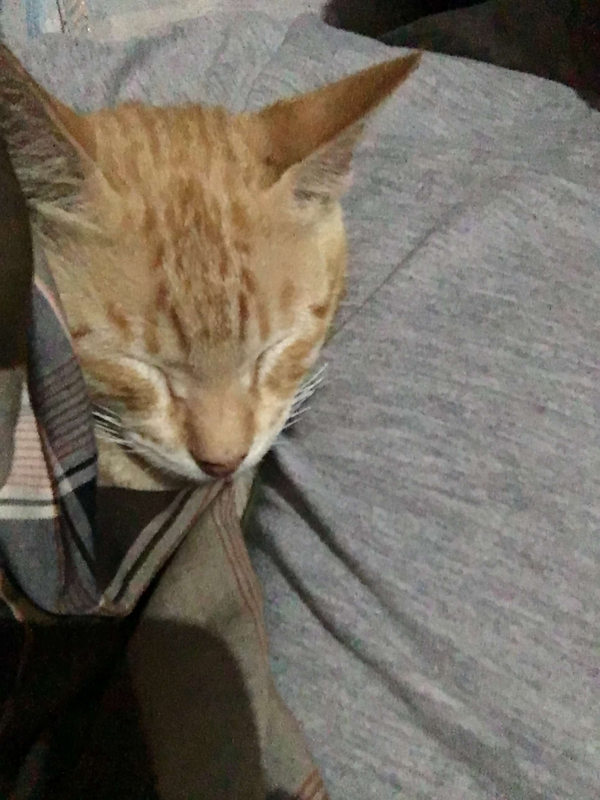 badut