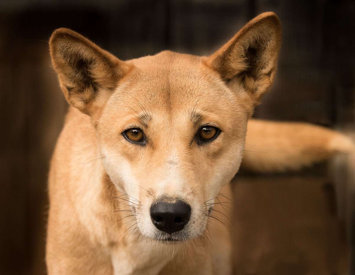 dingo