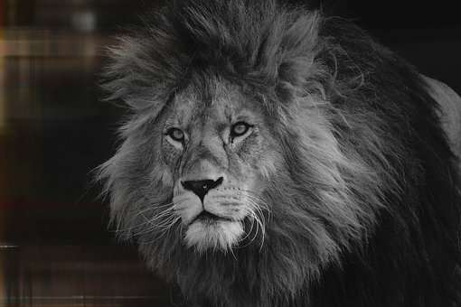 David King