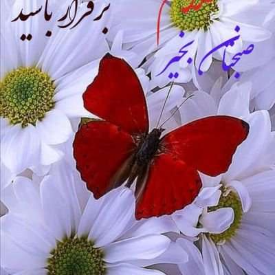 Sajjad