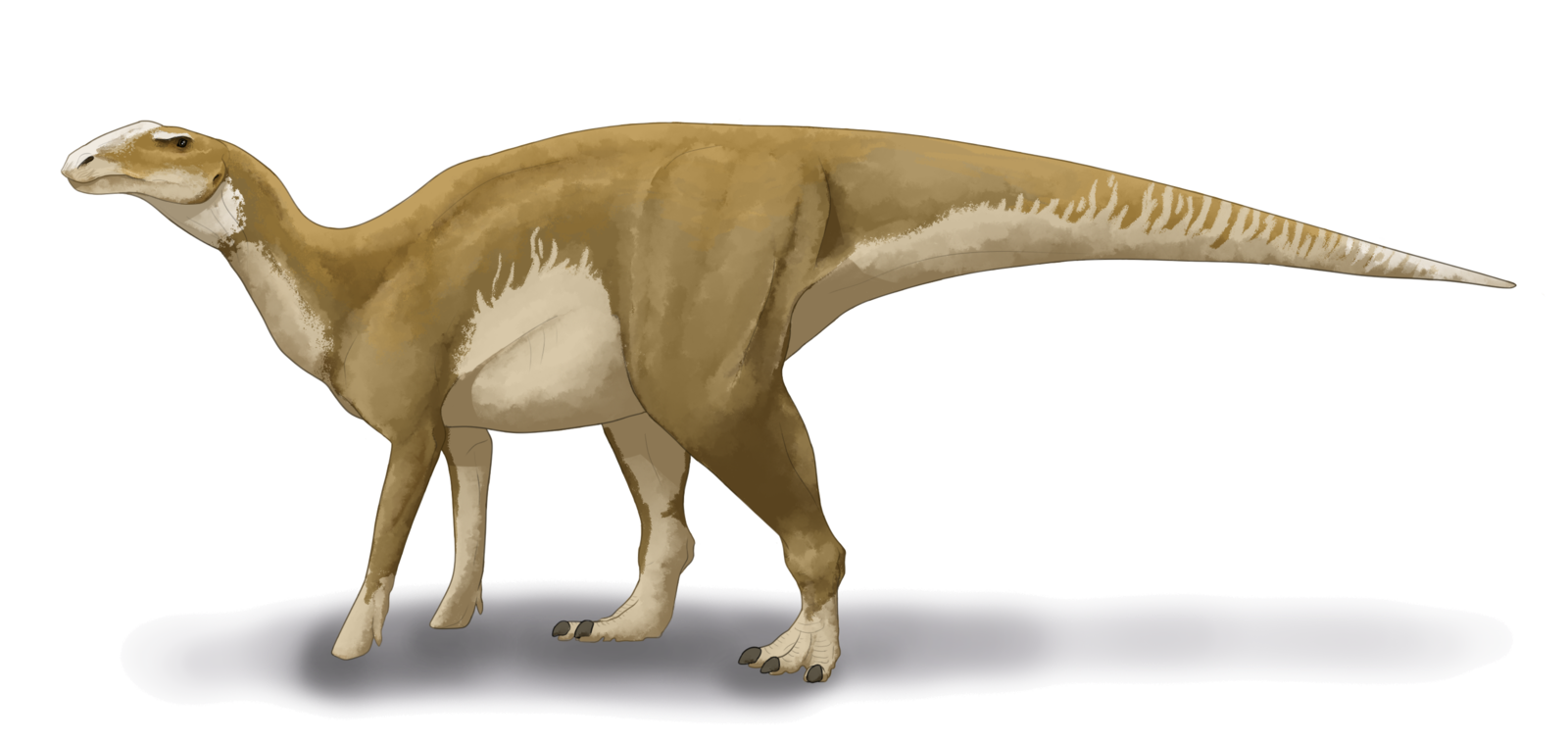 hadrosaurus foulkii