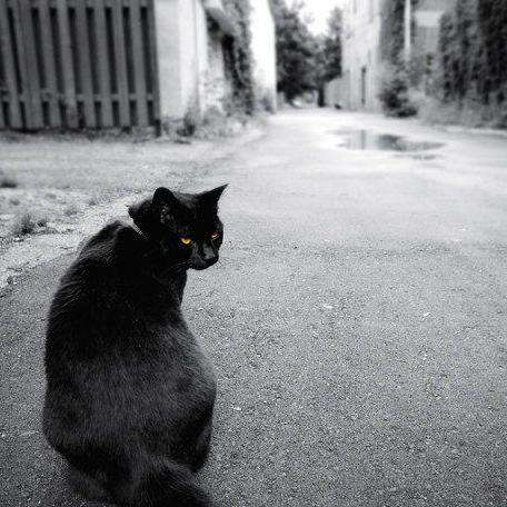 AlleyCat