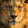 Suraj Jayswal